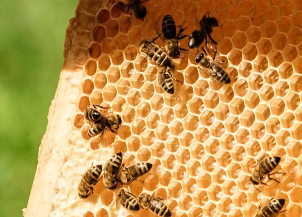 Bienen auf Wabe
