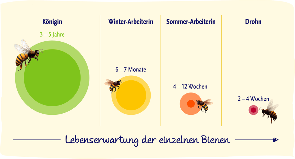 Der Bienenstaat und sein Gefolge