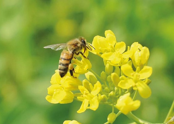 Biene auf Raps