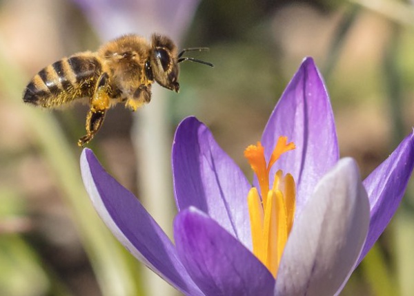 Bienenstock im Frühling