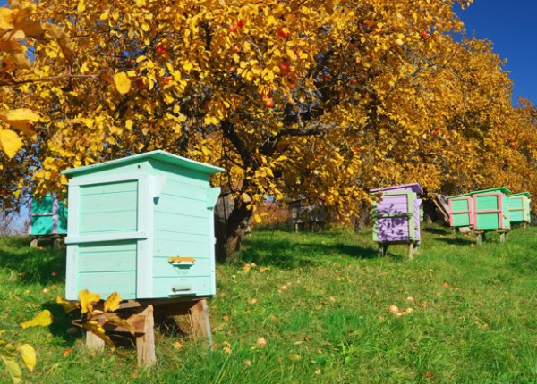 Bienenstock im Herbst