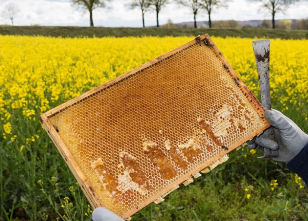 Bienenstock im Sommer