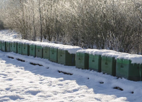 Bienenstock im Winter