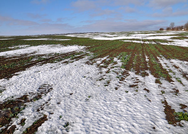 Feld im Winter