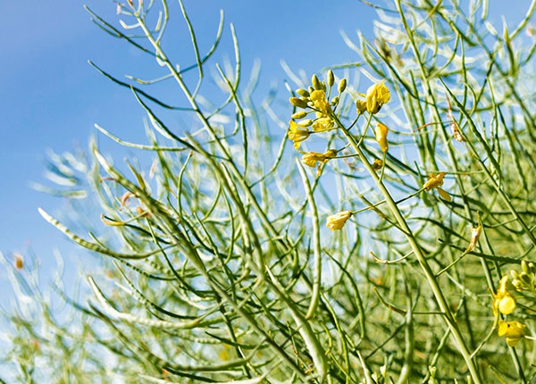 Raps im Frühling