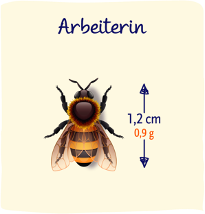 Arbeiter-Biene