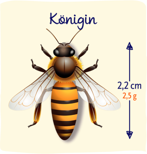 Bienenkönigin Illustration