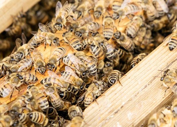 Unsere Bienen im Video
